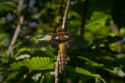 vážka ploská / vážka ploská / Broad-bodied Chaser