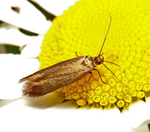 Scythris sp.