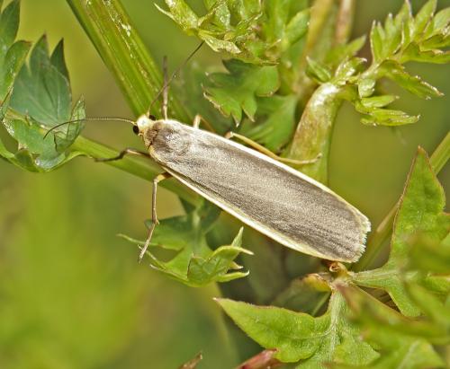 Eilema sp.