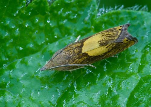 Dichrorampha sp.
