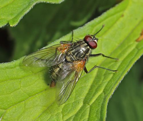 Phaonia angelicae