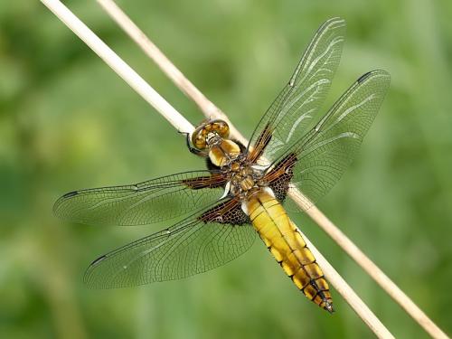 vážka ploská / vážka ploská / Broad-bodied Chaser