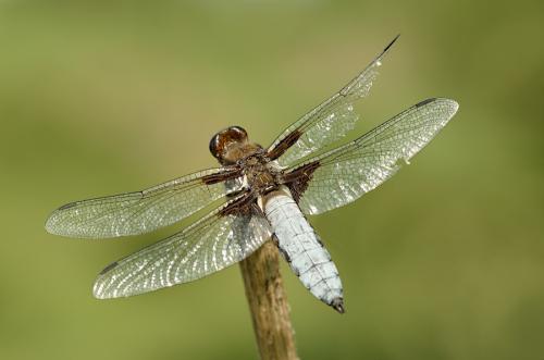 vážka ploská / vážka ploská / Broad-bodied Chaser