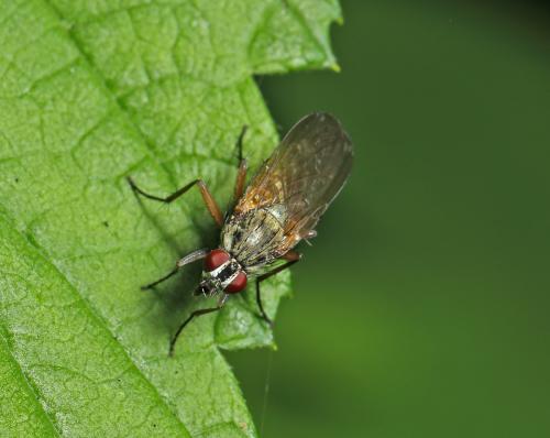 Phaonia angelicae