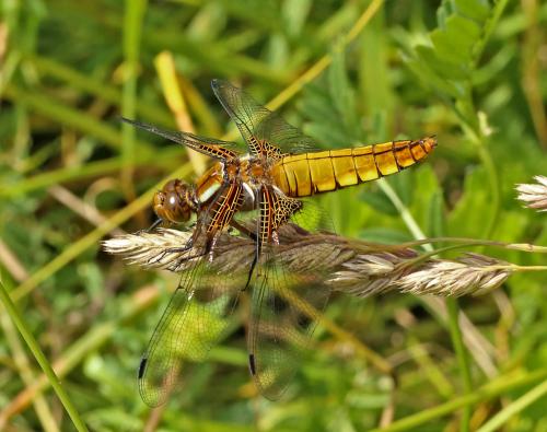 vážka ploská / vážka ploská / Broad-bodied Chaser