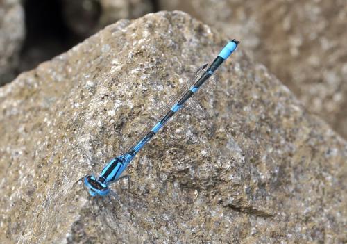 šidielko krúžkované / šidélko kroužkované / Common Bluet