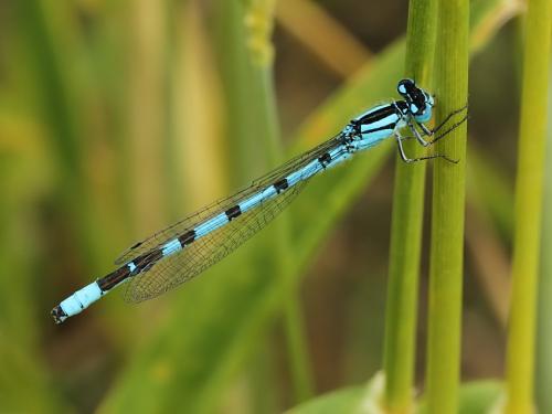 šidielko krúžkované / šidélko kroužkované / Common Bluet