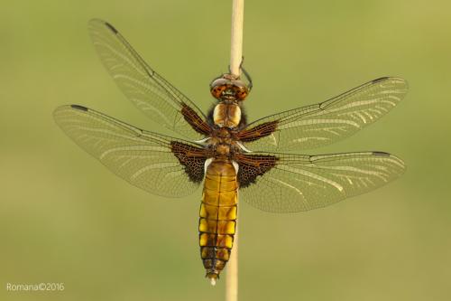 vážka ploská / vážka ploská / Broad-bodied Chaser
