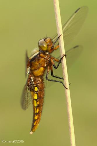 vážka ploská / vážka ploská / Broad-bodied Chaser