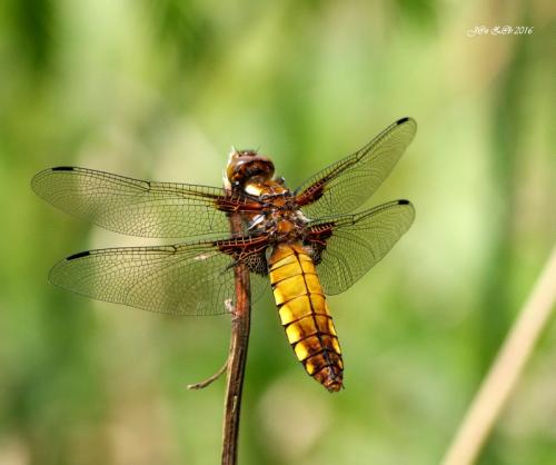 vážka ploská / vážka ploská / Broad-bodied Chaser