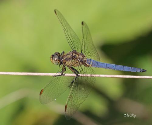 vážka modrá / vážka žlutoskvrnná / Keeled Skimmer