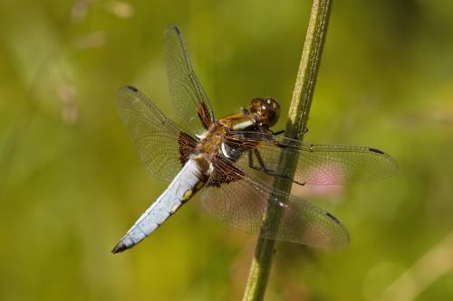 vážka ploská / vážka ploská / Broad-bodied Chaser