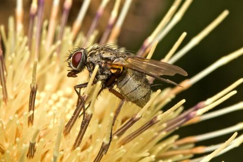 Phaonia angelicae
