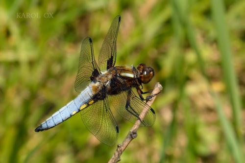 vážka ploská / vážka ploská / Broad-bodied Chaser