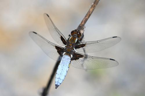 vážka ploská / vážka ploská / Broad-bodied Chaser