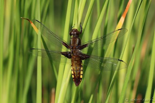 vážka ploská / vážka ploská / Broad-bodied Chaser