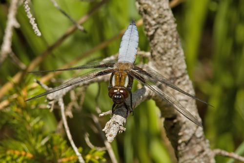 vážka ploská / vážka ploská / Broad-bodied Chaser