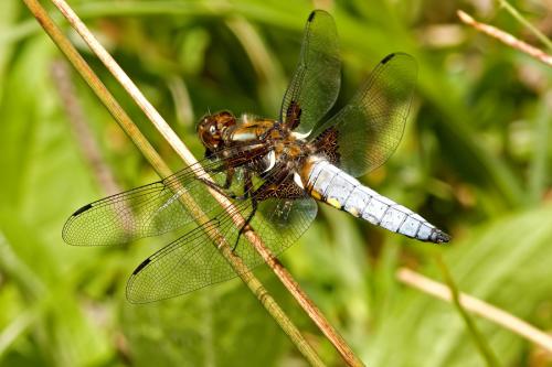vážka ploská / vážka ploská / Broad-bodied Chaser