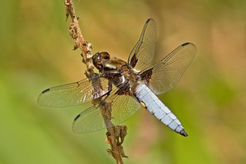 vážka ploská / vážka ploská / Broad-bodied Chaser