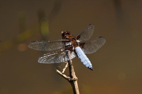 vážka ploská / vážka ploská / Broad-bodied Chaser