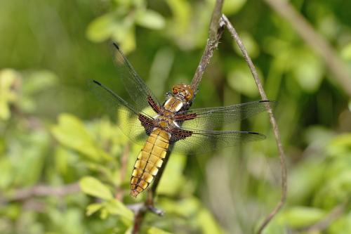 vážka ploská / vážka ploská / Broad-bodied Chaser