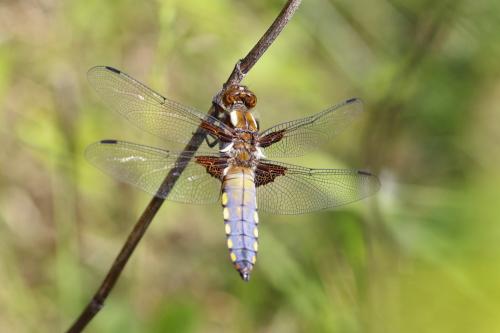 vážka ploská / vážka ploská / Broad-bodied Chaser