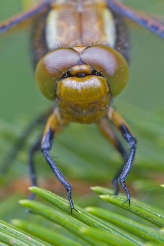 vážka ploská / vážka ploská / Broad-bodied Chaser