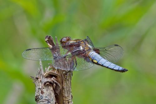 vážka ploská / vážka ploská / Broad-bodied Chaser