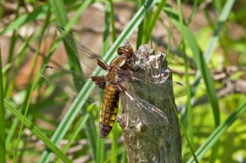 vážka ploská / vážka ploská / Broad-bodied Chaser