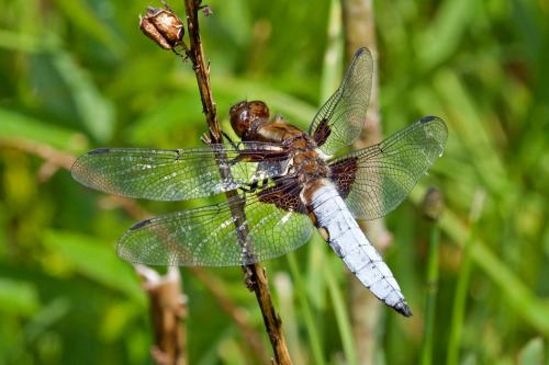 vážka ploská / vážka ploská / Broad-bodied Chaser