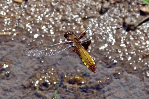 vážka ploská / vážka ploská / Broad-bodied Chaser