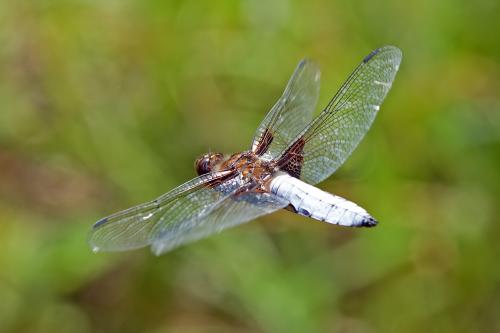 vážka ploská / vážka ploská / Broad-bodied Chaser