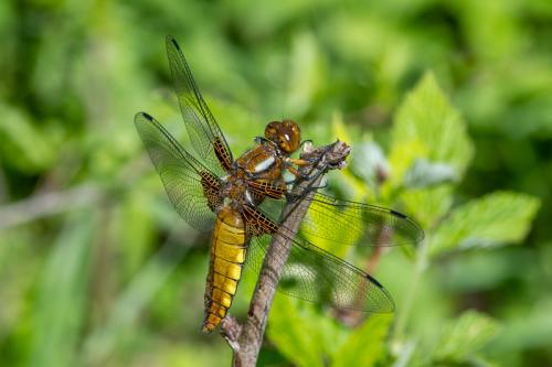 vážka ploská / vážka ploská / Broad-bodied Chaser