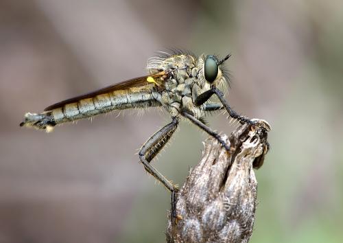 Dysmachus fuscipennis