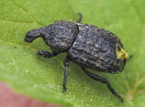 Plinthus sturmii