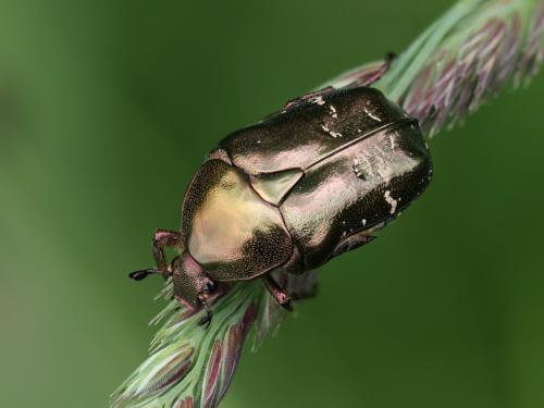 Protaetia fieberi