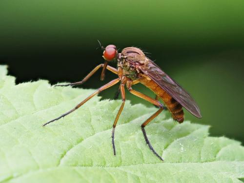 Empis livida