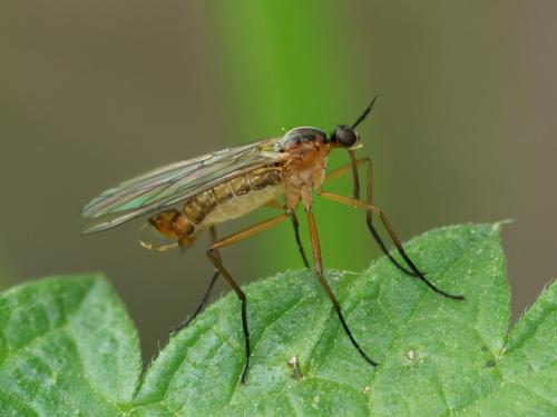 Empis trigramma