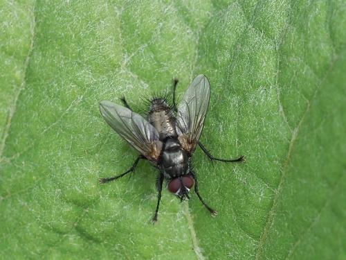 Macquartia dispar