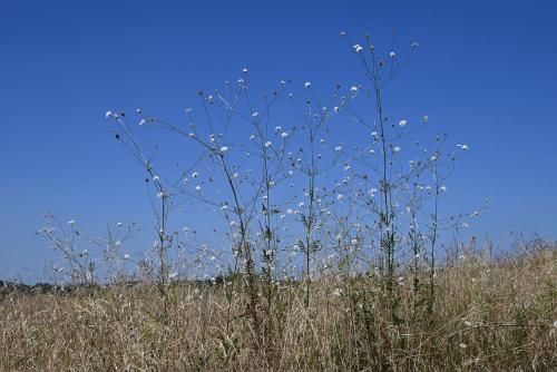 hlavinka sedmohradská