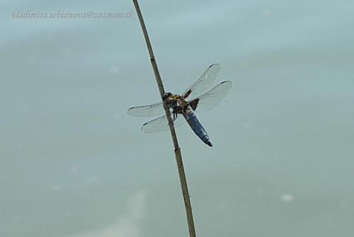 vážka ploská / vážka ploská / Broad-bodied Chaser