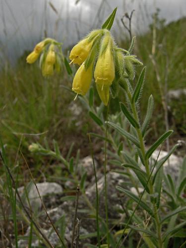 rumenica turnianska