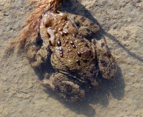 ropucha bradavičnatá
