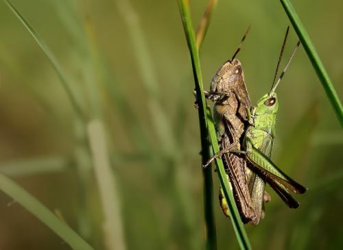 Orthoptera