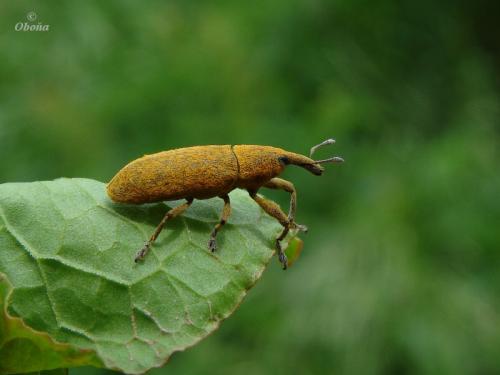 Lixus sp.