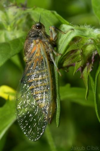 Cicada sp.