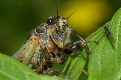 Cicada sp.