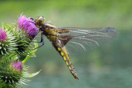 vážka ploská / vážka ploská / Broad-bodied Chaser