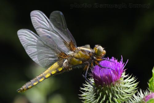vážka ploská / vážka ploská / Broad-bodied Chaser