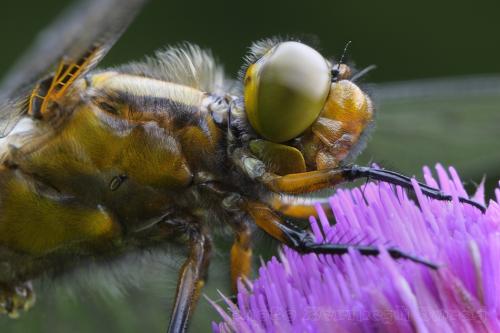 vážka ploská / vážka ploská / Broad-bodied Chaser